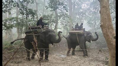Elephants during a search operation for the elusive tiger in Rehmankheda (Sourced)