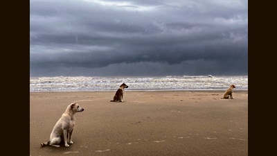 Photographer Rohit Chawla has had exhibitions around the world, featuring powerful art and award-winning projects, but this one is closest to his heart, he says. (Rohit Chawla / Rain Dogs) Photographer Rohit Chawla has had exhibitions around the world, featuring powerful art and award-winning projects, but this one is closest to his heart, he says. (Rohit Chawla / Rain Dogs)