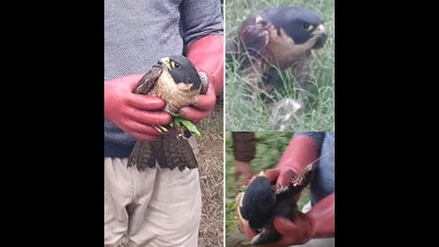 The injured Peregrine at Pathankot. (Dr Manish Goyal) The injured Peregrine at Pathankot. (Dr Manish Goyal)