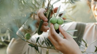 Olive leaves also contain other antioxidants such as hydroxytyrosol, luteolin, apigenin and verbascoside. (Pexels) Olive leaves also contain other antioxidants such as hydroxytyrosol, luteolin, apigenin and verbascoside. (Pexels)