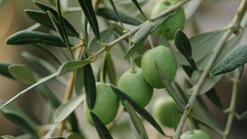 Olive leaves have traditionally been brewed as a tea in the Mediterranean and drunk to treat fever and malaria. (Pexels) Olive leaves have traditionally been brewed as a tea in the Mediterranean and drunk to treat fever and malaria. (Pexels)