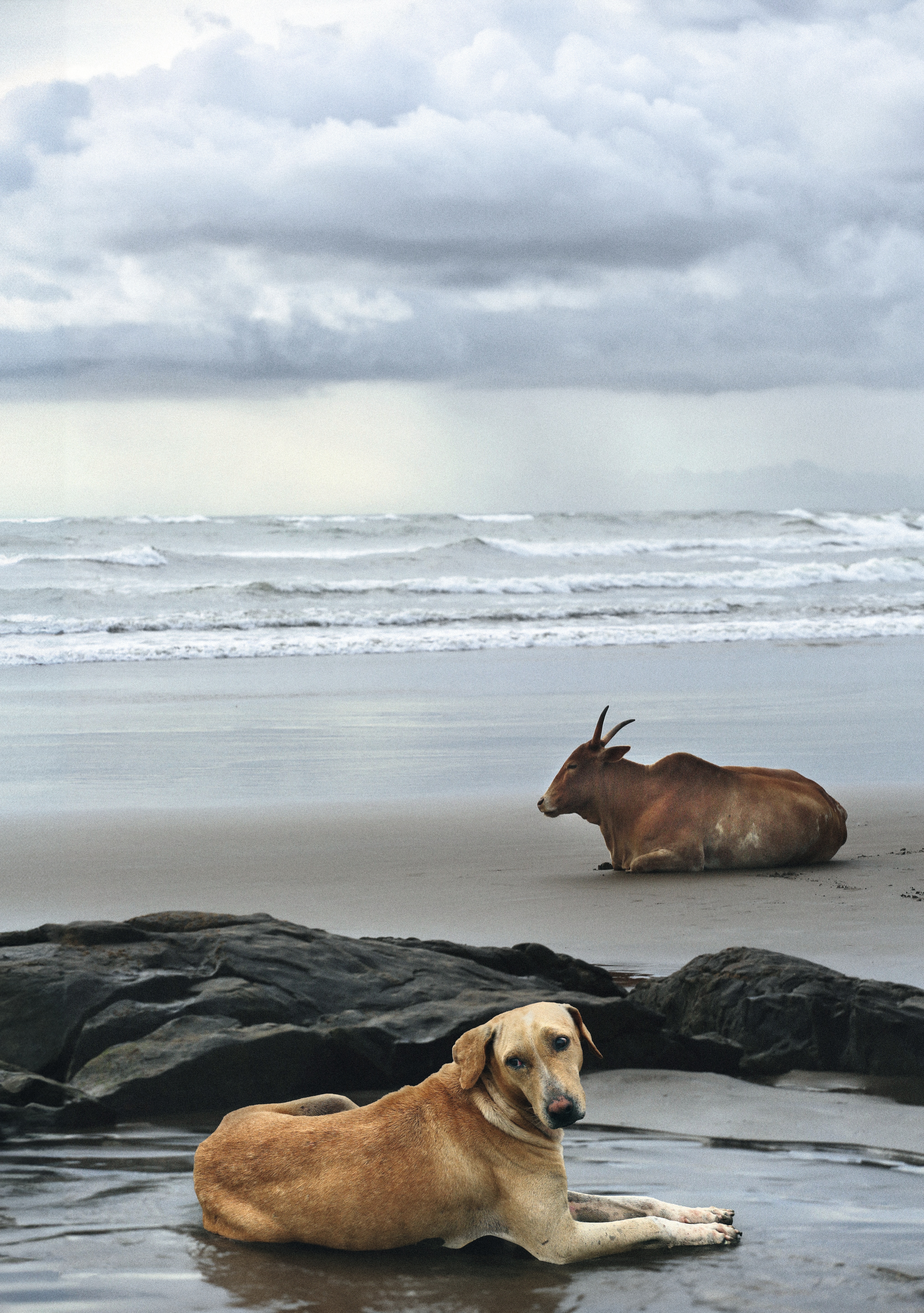 (Rohit Chawla / Rain Dogs) (Rohit Chawla / Rain Dogs)
