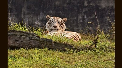 A white tiger basking in the sunny weather at Chhatbir Zoo in Zirakpur. (Sant Arora/HT) A white tiger basking in the sunny weather at Chhatbir Zoo in Zirakpur. (Sant Arora/HT)