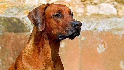 Morocco aimed to cull up to 3 million stray dogs in preparation for the 2030 FIFA World Cup. (Representational image/Pixabay) Morocco aimed to cull up to 3 million stray dogs in preparation for the 2030 FIFA World Cup. (Representational image/Pixabay)