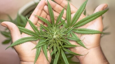 Research indicates cannabis use exacerbates synaptic deficits in young adults at risk of psychosis. (Pixabay) Research indicates cannabis use exacerbates synaptic deficits in young adults at risk of psychosis. (Pixabay)