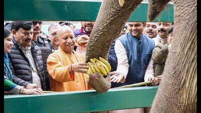 Chief minister Yogi Adityanath feeds an elephant at the newly built elephant rescue centre at Amar Shaheed Ashfaqullah Khan Zoological Park, in Gorakhpur on Monday. (ANI Photo) Chief minister Yogi Adityanath feeds an elephant at the newly built elephant rescue centre at Amar Shaheed Ashfaqullah Khan Zoological Park, in Gorakhpur on Monday. (ANI Photo)