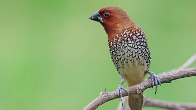 Scaly-breasted munia. Scaly-breasted munia.