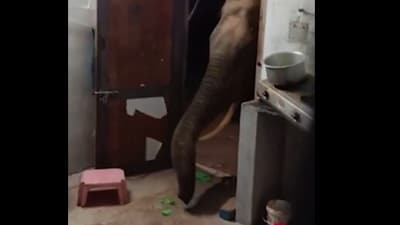 A wild elephant attempted to enter a house in Coimbatore. It took rice and left, causing no harm. (X) A wild elephant attempted to enter a house in Coimbatore. It took rice and left, causing no harm. (X)