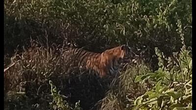 The tiger captured on a drone camera in Rehmankheda. (Photo courtesy: Forest Department) The tiger captured on a drone camera in Rehmankheda. (Photo courtesy: Forest Department)