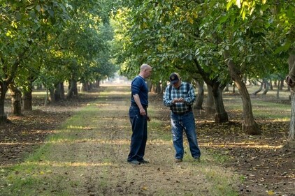 California walnuts Orchards