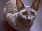 Cornex_Rex_Cat
