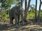 A chained elephant that will find a new home at Anant Ambani's Vantara. A chained elephant that will find a new home at Anant Ambani's Vantara.