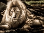 A Pakistani man sustained critical injuries when a lion attacked him while he was filming a TikTok video at a breeding farm in Lahore. A Pakistani man sustained critical injuries when a lion attacked him while he was filming a TikTok video at a breeding farm in Lahore.