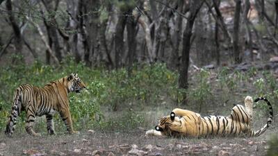A team of RESQ Charitable Trust, part of the squad involved in tracking the tiger that travelled the long distance, will lead the relocation project. (AP (PIC FOR REPRESENTATION)) A team of RESQ Charitable Trust, part of the squad involved in tracking the tiger that travelled the long distance, will lead the relocation project. (AP (PIC FOR REPRESENTATION))