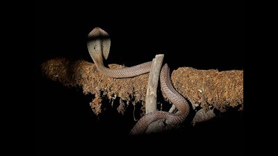 Danger lurking in the shadows: An Indian cobra. (Ravindra Joshi/HT Photo) Danger lurking in the shadows: An Indian cobra. (Ravindra Joshi/HT Photo)