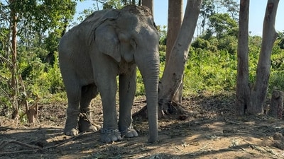 A chained elephant that will find a new home at Anant Ambani's Vantara. (X/RIL_Updates) A chained elephant that will find a new home at Anant Ambani's Vantara. (X/RIL_Updates)