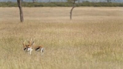 An Instagram post shared a brain teaser where users had to spot a hidden cheetah camouflaged in grass. (Instagram/br4inteaserhub) An Instagram post shared a brain teaser where users had to spot a hidden cheetah camouflaged in grass. (Instagram/br4inteaserhub)