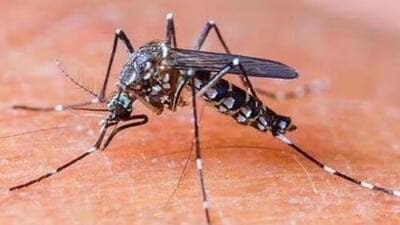 The paper was published in Nature’s Scientific Reports. (Representative file photo) The paper was published in Nature’s Scientific Reports. (Representative file photo)