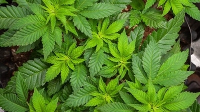 Our ignorance about cannabis allows motivated campaigns to be launched against individuals who consume it. (Shutterstock) Our ignorance about cannabis allows motivated campaigns to be launched against individuals who consume it. (Shutterstock)