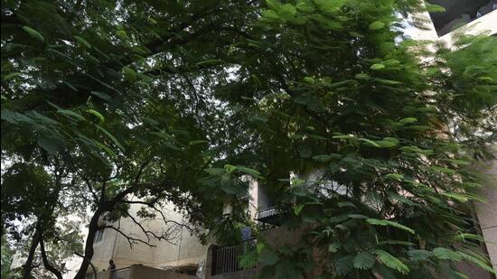 NGT is hearing a plea in which Paschim Vihar resident Khyati Anand alleged illegal lopping and pruning of more than 250 trees in various blocks in February and March 2024. (Representative Photo)