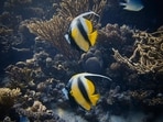 Colourful_Fishes