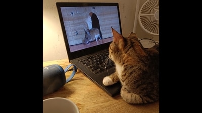 Cat watches video (Suhit Bombaywala) Cat watches video (Suhit Bombaywala)