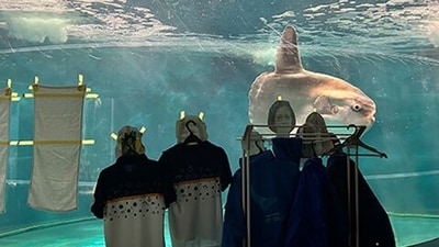 The sunfish started getting sick and stopped eating so the aquarium staff stuck human cutouts to its tank to keep it company. (X/@shimonoseki_aq) The sunfish started getting sick and stopped eating so the aquarium staff stuck human cutouts to its tank to keep it company. (X/@shimonoseki_aq)
