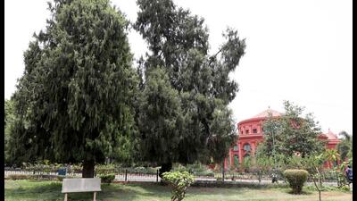 Hug the fig tree in Cubbon Park or the giant silk cotton tree in Lalbagh (File photo) Hug the fig tree in Cubbon Park or the giant silk cotton tree in Lalbagh (File photo)