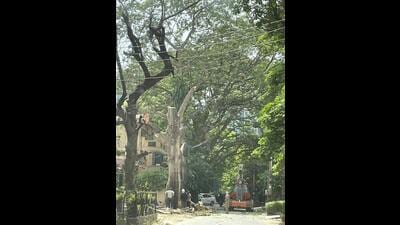 The Haryana forest department has submitted a draft proposal to strengthen tree-felling regulations outside designated forests in the state to NGT. (HT PHOTO) The Haryana forest department has submitted a draft proposal to strengthen tree-felling regulations outside designated forests in the state to NGT. (HT PHOTO)