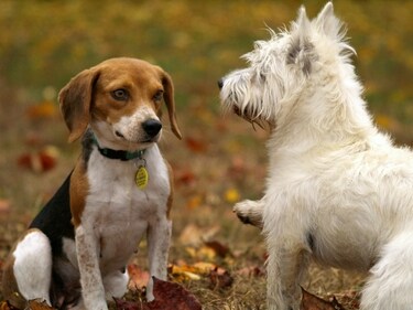 Studying the dog behaviour can dispell some of that intense fear. (PC: Pexels)