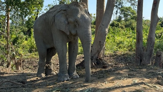 The elephants have endured years of abuse and forced labor.