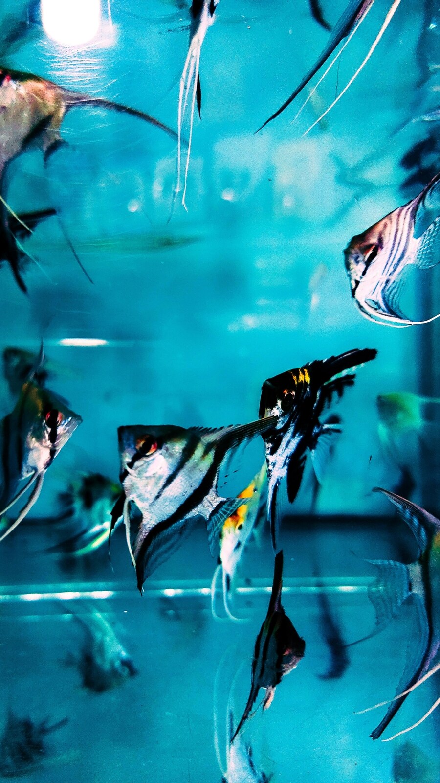 Fish Colour 5 most colourful fish for your aquarium | Hindustan Times