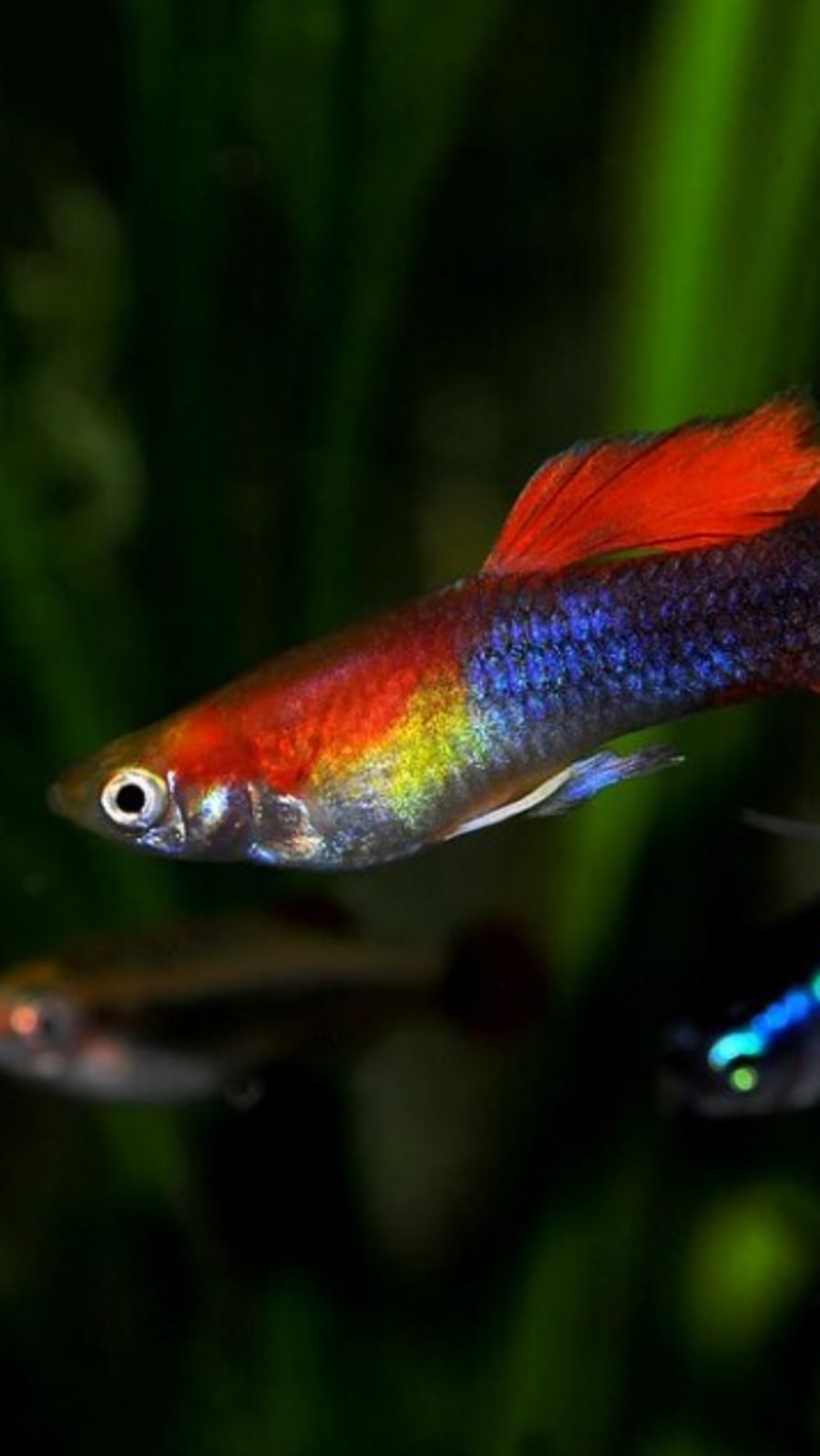 Ghee Color Fish 5 most colourful fish for your aquarium | Hindustan Times