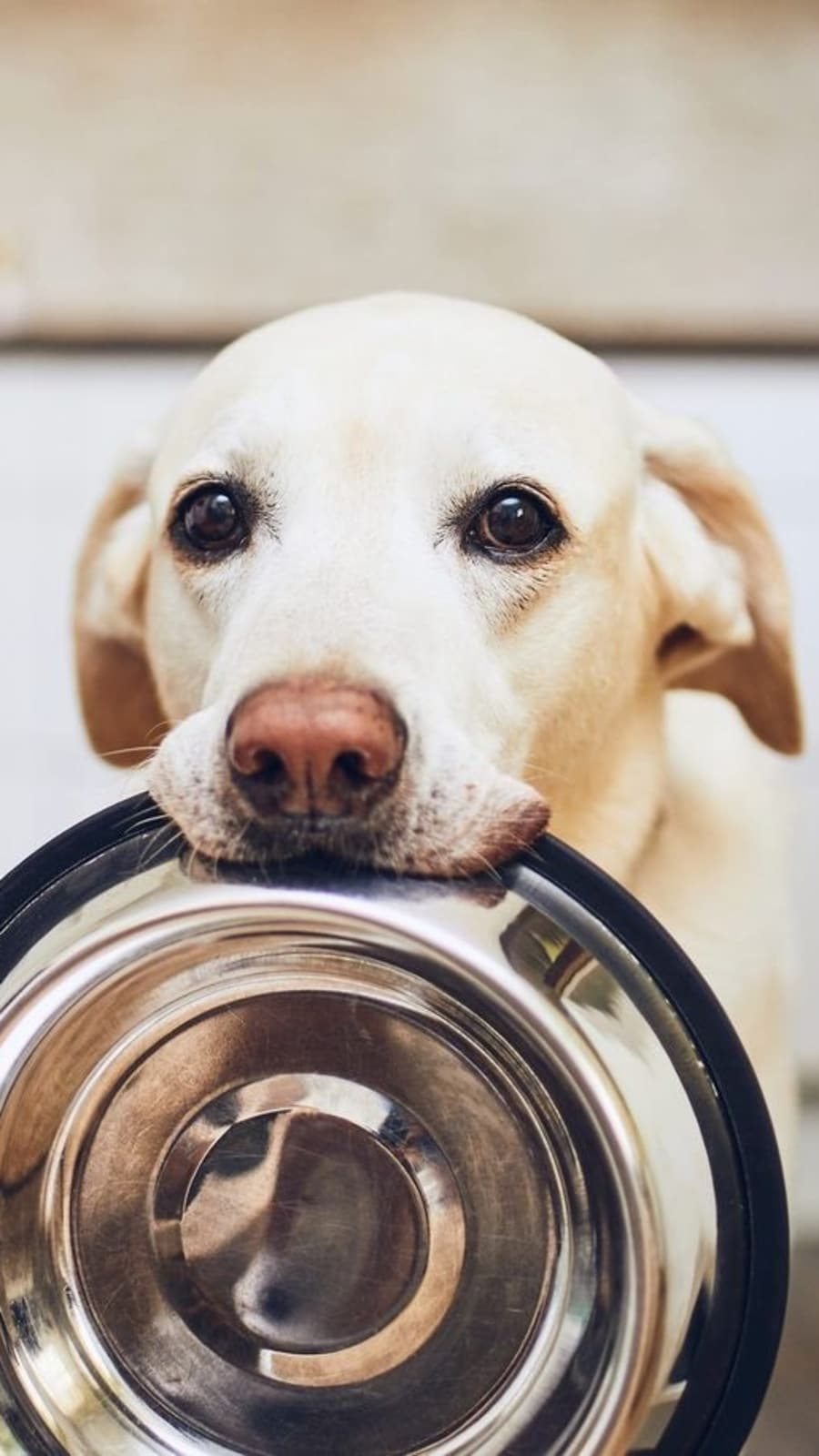 dogfood873