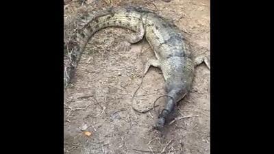 Punjab’s chief wildlife warden Dharminder Sharma said the gharial was a sub-adult, under 10 years of age. It is uncommon for gharials to stray so far from their natural habitat, he added. (HT Photo)