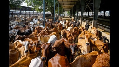 This photo taken on October 17, 2024 shows cows kept at a gaushala (cowshed) near the Barsana Biogas Plant, a compressed biogas (CBG) production facility in Barsana, in India's northern state of Uttar Pradesh (Photo by Punit PARANJPE / AFP) (AFP) This photo taken on October 17, 2024 shows cows kept at a gaushala (cowshed) near the Barsana Biogas Plant, a compressed biogas (CBG) production facility in Barsana, in India's northern state of Uttar Pradesh (Photo by Punit PARANJPE / AFP) (AFP)