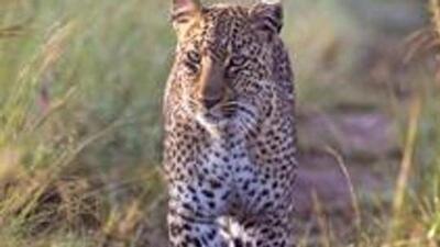injured leopard attacked seven forest officials who had gone to Songaon village in Satara district to rescue the animal. (Getty Images (PIC FOR REPRESENTATION)) injured leopard attacked seven forest officials who had gone to Songaon village in Satara district to rescue the animal. (Getty Images (PIC FOR REPRESENTATION))