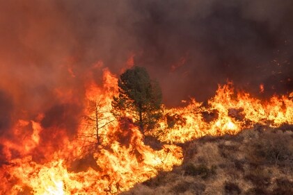 Trees engulfed in flames from the Hughes Fire in Castaic, a northwestern neighborhood of Los Angeles County. (AFP) Trees engulfed in flames from the Hughes Fire in Castaic, a northwestern neighborhood of Los Angeles County. (AFP)
