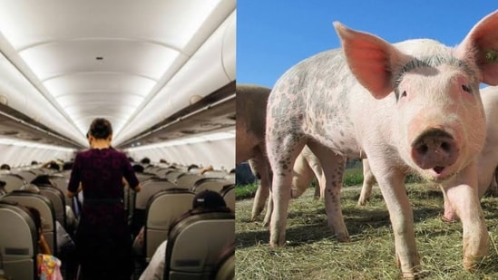 The flight attendant shares her farming experiences on a popular video platform. (Representational Image/Pexel)