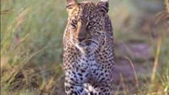 injured leopard attacked seven forest officials who had gone to Songaon village in Satara district to rescue the animal. (Getty Images (PIC FOR REPRESENTATION))