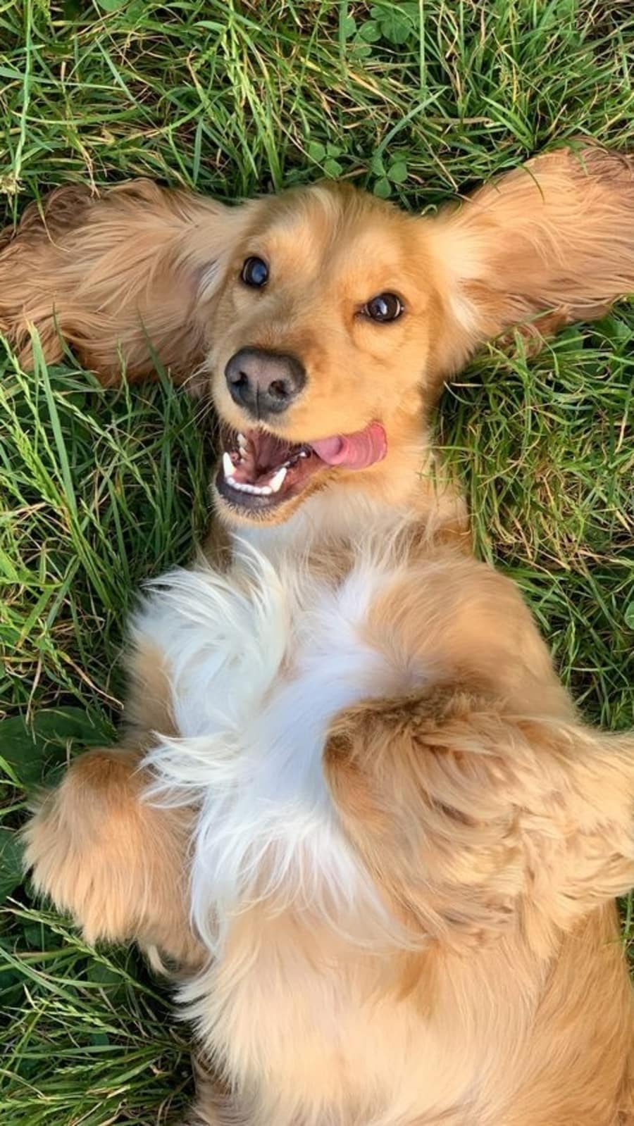 beautiful_dogs