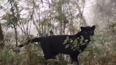 IFS officer Parveen Kaswan shared a mesmerising video of the rare black panther, fondly called the “Bagheera of Kurseong.” (X/@ParveenKaswan) IFS officer Parveen Kaswan shared a mesmerising video of the rare black panther, fondly called the “Bagheera of Kurseong.” (X/@ParveenKaswan)