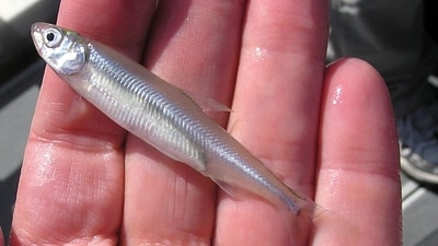 This handout photo provided by the US Fish and Wildlife Service (USFWS) shows a delta smelt fish on November 8, 2010 in California. US President Donald Trump has derided the Delta smelt as a "worthless fish," blaming efforts to protect the species for Los Angeles' devastating wildfires on social media, in a press conference, and even a White House order. (AFP)