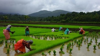 Union Budget 2025: Workers plant paddy in the fields in Wayanad district of Kerala (Courtesy Rajesh Krishnan) Union Budget 2025: Workers plant paddy in the fields in Wayanad district of Kerala (Courtesy Rajesh Krishnan)