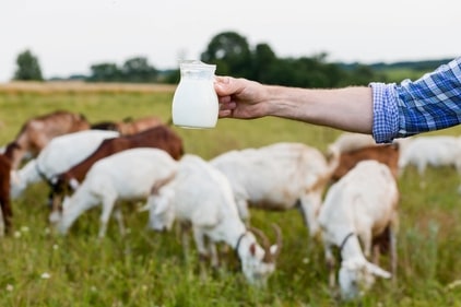 Research shows camel milk has 1,143 proteins, more than cow's milk. (Freepik)