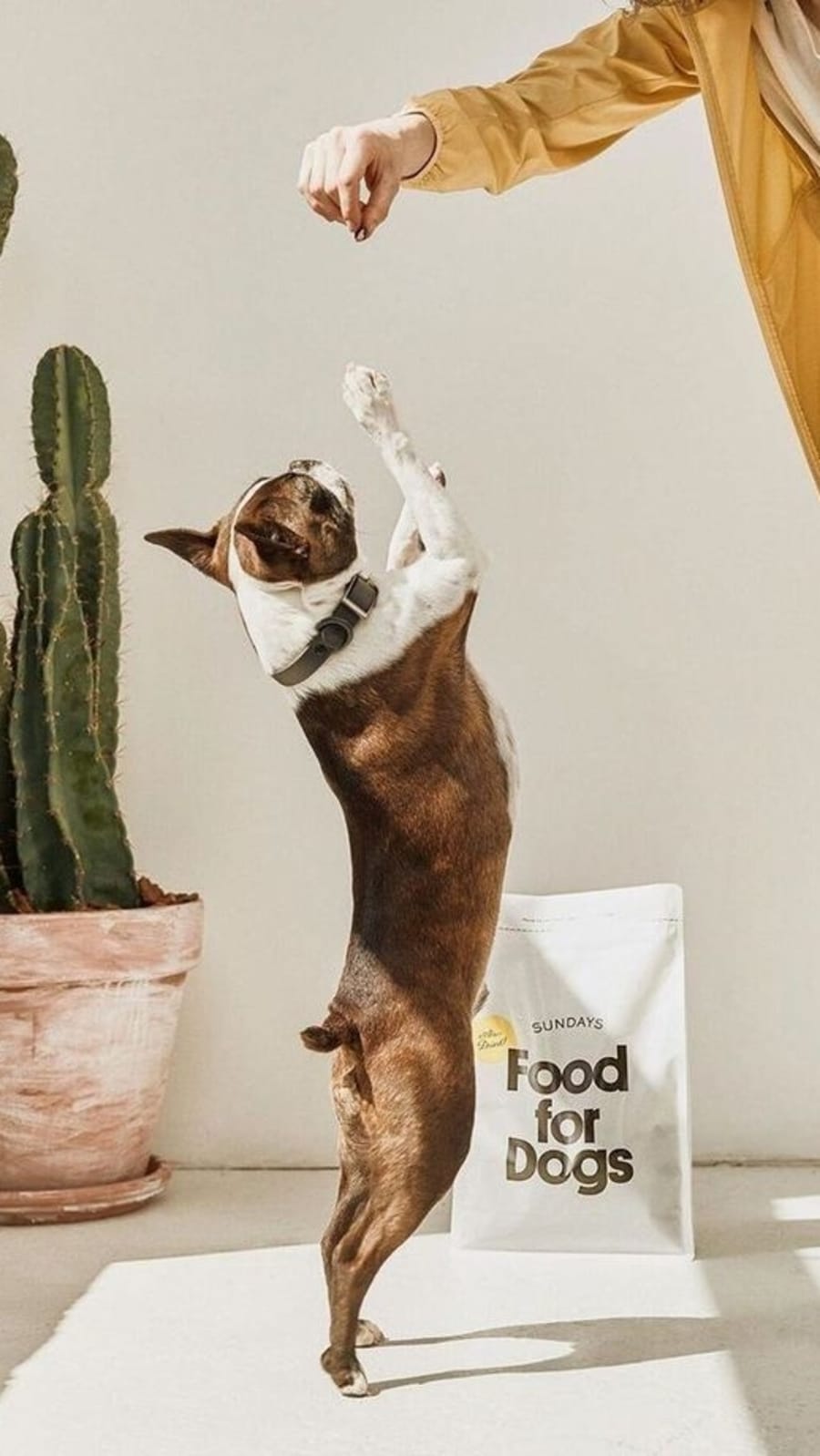 dogtreat76