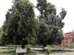 Until now, traffic was prohibited inside the park on second and fourth Saturdays, designated public holidays. Until now, traffic was prohibited inside the park on second and fourth Saturdays, designated public holidays.