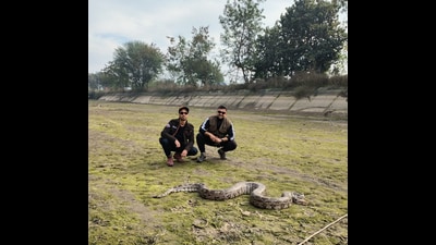 Premdeep and (on right) Nikhil Sanger with the 65 kg python in the canal bed. (Ravi) Premdeep and (on right) Nikhil Sanger with the 65 kg python in the canal bed. (Ravi)