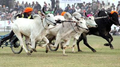 The animal rights group PETA India and police have prevented or stopped three races, including one bull and two buffalo events, in Raigad and Chhatrapati Sambhajinagar districts in the last one month. ((PIC FOR REPRESENTATION)) The animal rights group PETA India and police have prevented or stopped three races, including one bull and two buffalo events, in Raigad and Chhatrapati Sambhajinagar districts in the last one month. ((PIC FOR REPRESENTATION))
