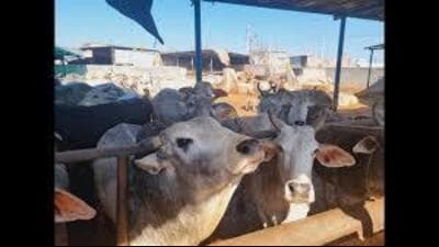 This mega event will feature about 150 exhibition stalls hosted by ICAR institutes, state government departments, research and development organisations, private companies, startups, farmer producer organisations (FPOs), progressive farmers, and farm women (HT File)